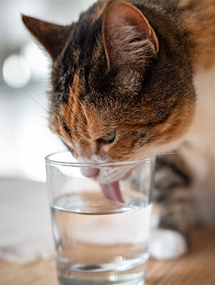 dog drinking out of water cup